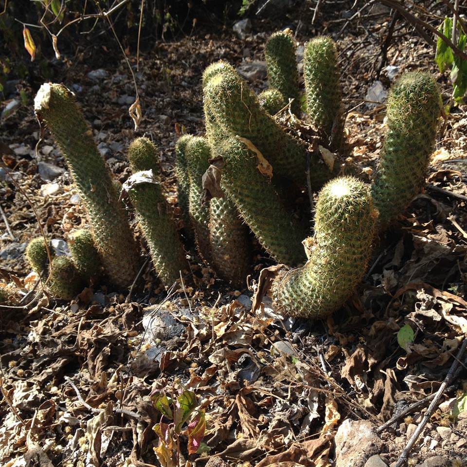 Mammillaria eriacantha 